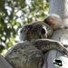 original tree hugger by koalagardens