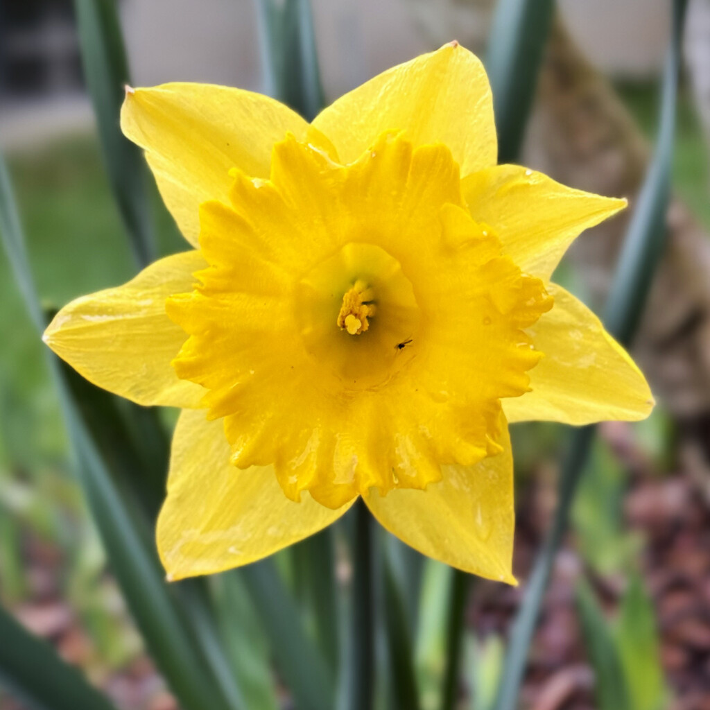 Our First Daffodil Of Spring by yogiw