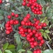 Red Berries by peekysweets