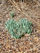 11th Mar 2024 - Spring is Springing!