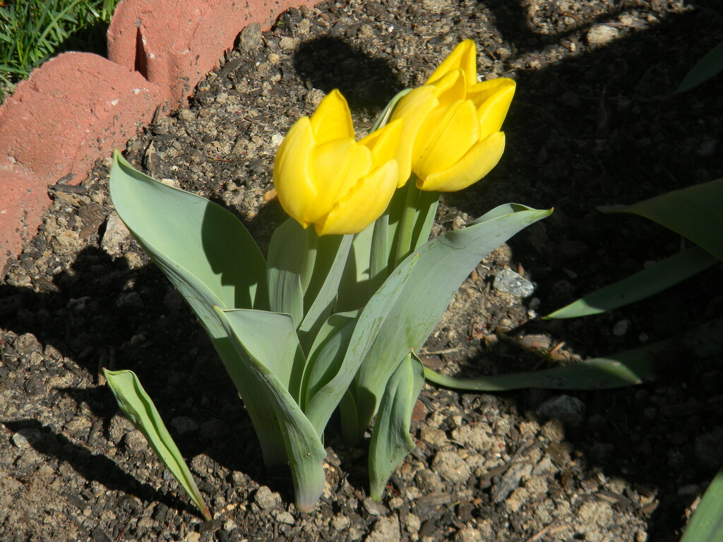 Yellow Tulips in Neighbor's Yard  by sfeldphotos
