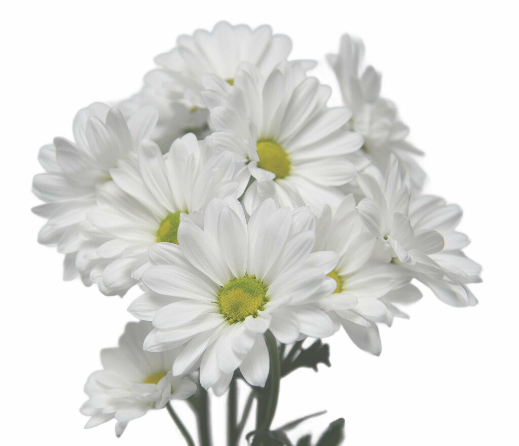 Mums White On White by paintdipper
