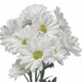 Mums White On White by paintdipper
