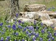9th Mar 2024 - The bluebonnets are early!