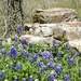 The bluebonnets are early! by eudora