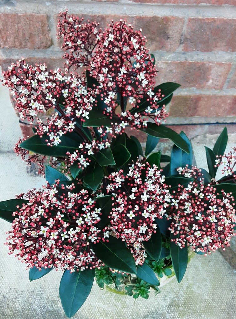 Skimmia flowers. by grace55