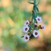 Euphorbia blossoms
