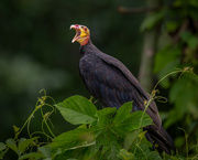 2nd Mar 2024 - Greater Yellow-headed Vulture