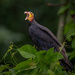 Greater Yellow-headed Vulture by nicoleweg