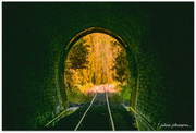 12th Mar 2024 - Tunnel to Autumn