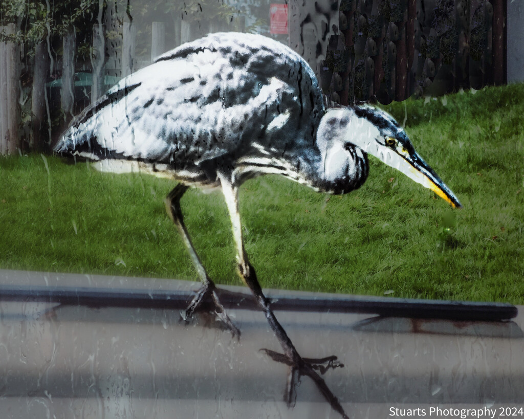Heron in the rain by stuart46