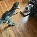 T-Rex Meets C-Regina