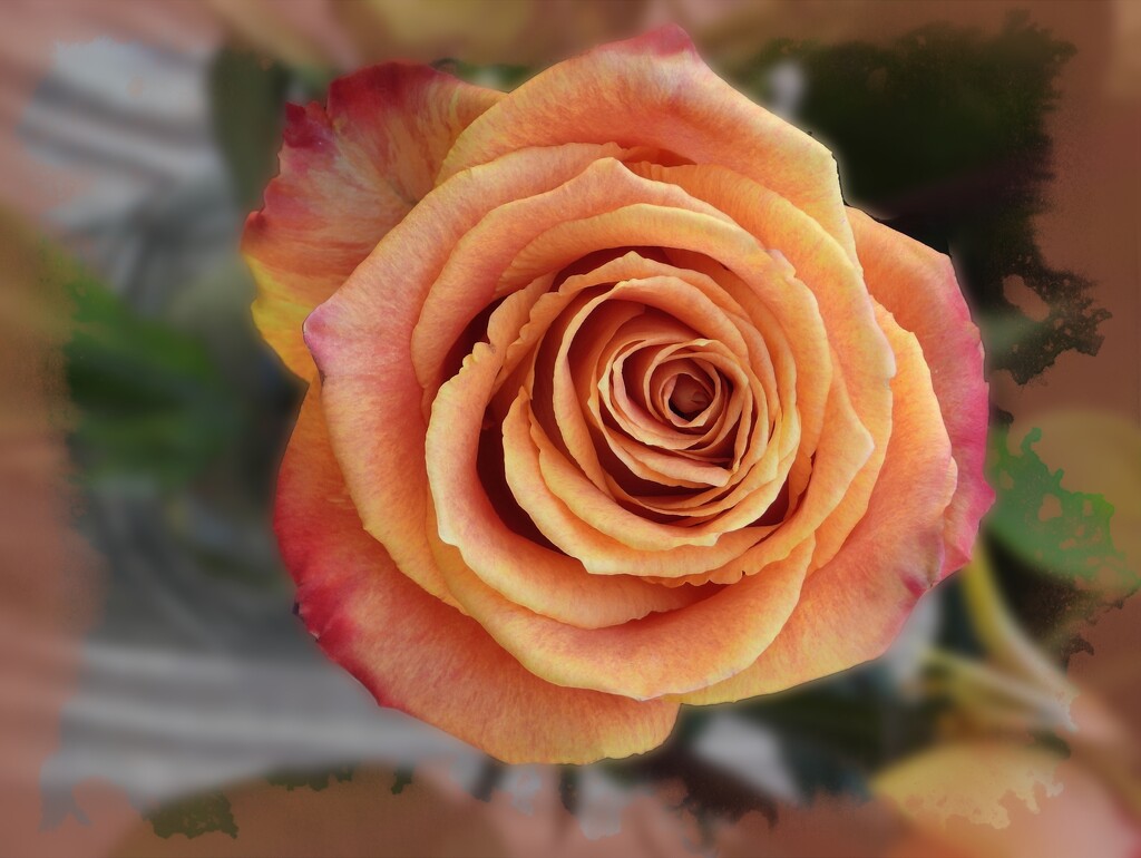 Orange rose... by marlboromaam