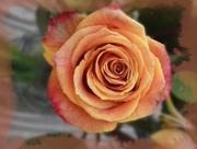12th Mar 2024 - Orange rose...