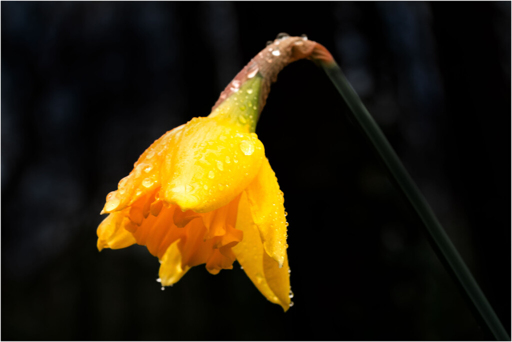 Lone daffodil deep in the forrest by clifford