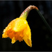 Lone daffodil deep in the forrest by clifford