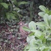 Red-legged partridge by felicityms