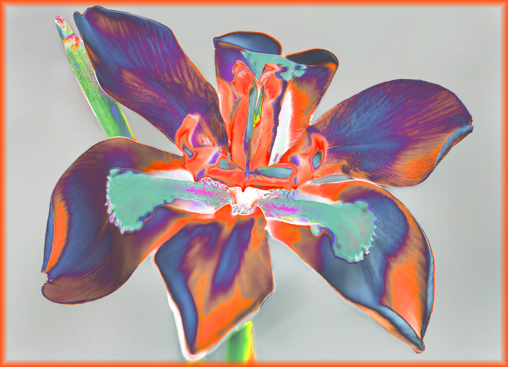 Solarized Iris by ludwigsdiana