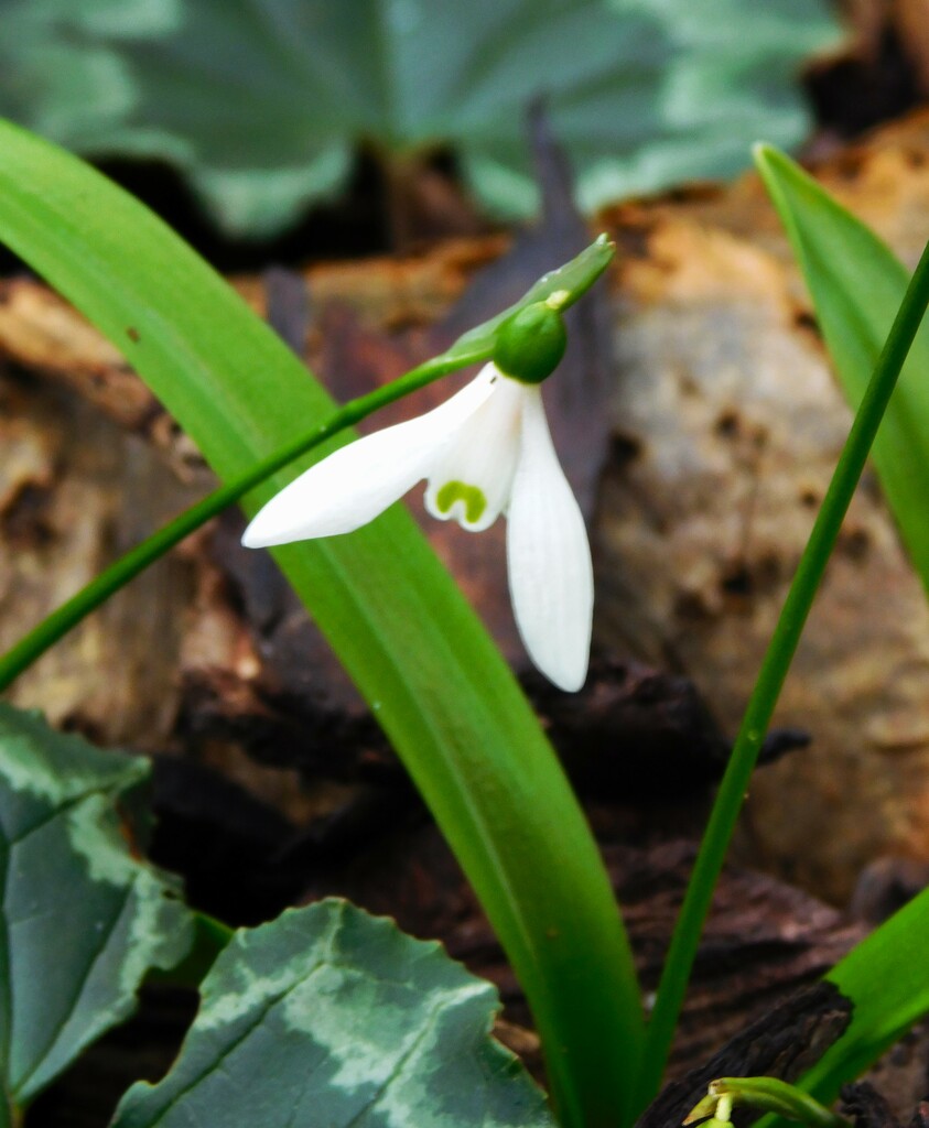 Late-flowering snowdrop by 365anne