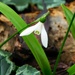 Late-flowering snowdrop by 365anne