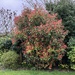 Photinia by foxes37