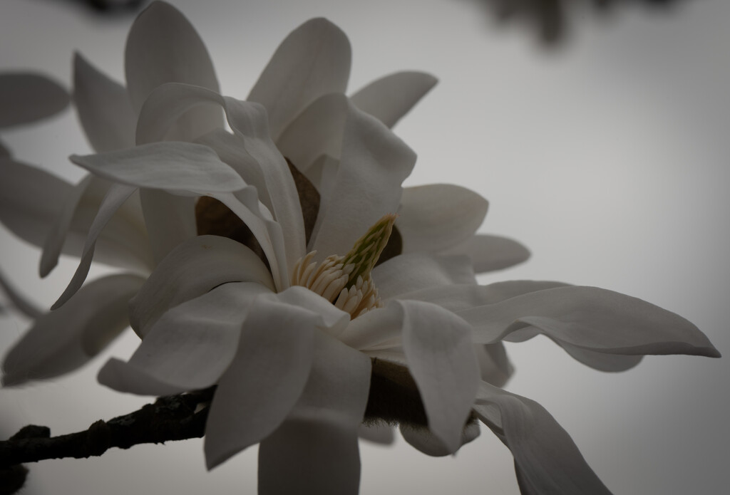 03-10 SOOC magnolia by talmon