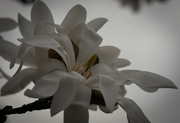 10th Mar 2024 - 03-10 SOOC magnolia