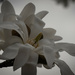 03-10 SOOC magnolia