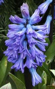 12th Mar 2024 - Hyacinth