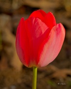 12th Mar 2024 - LHG_8583Red tulip