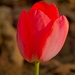 LHG_8583Red tulip by rontu