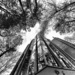 High Rise in the Forest by rickaubin