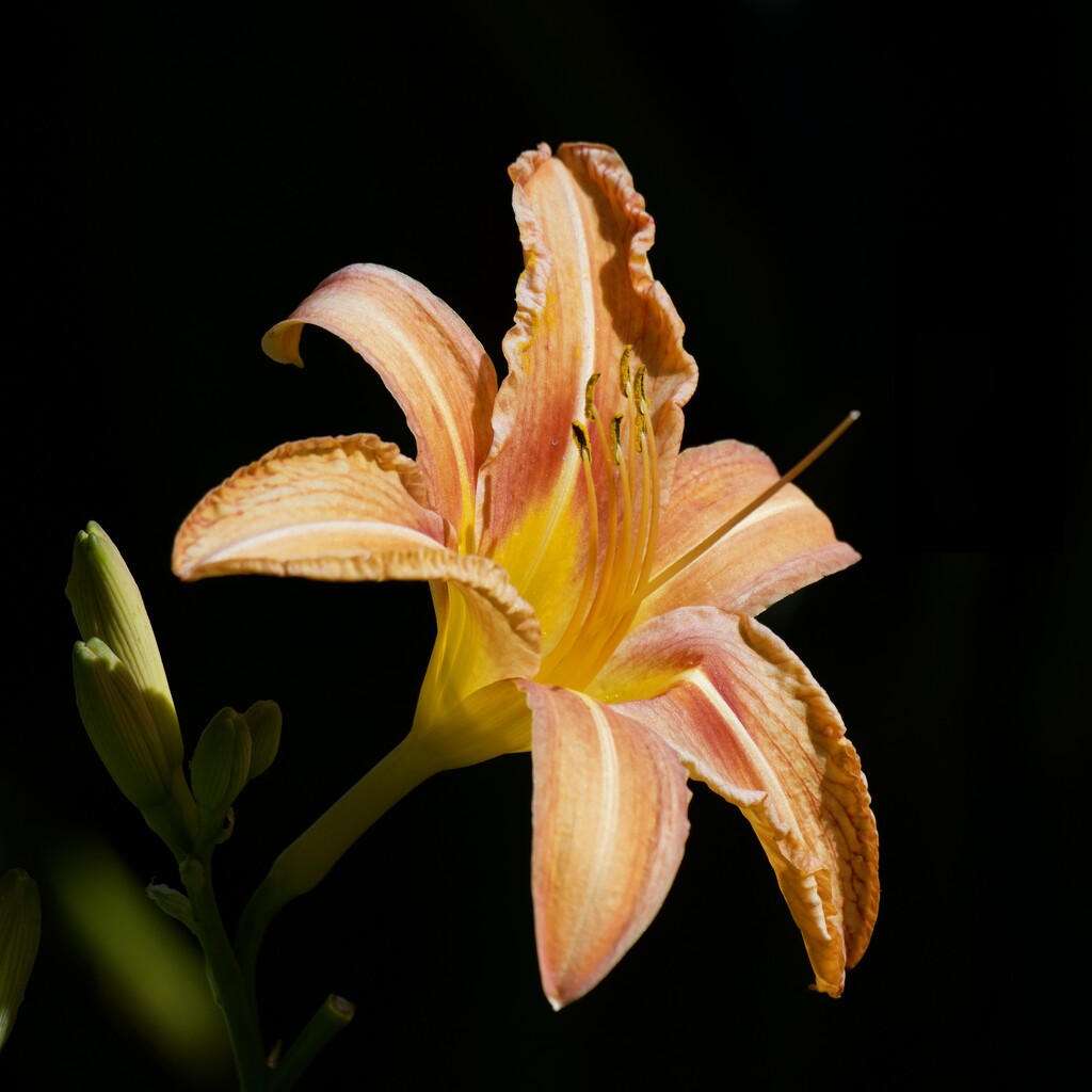 Day Lilly PA251946 by merrelyn