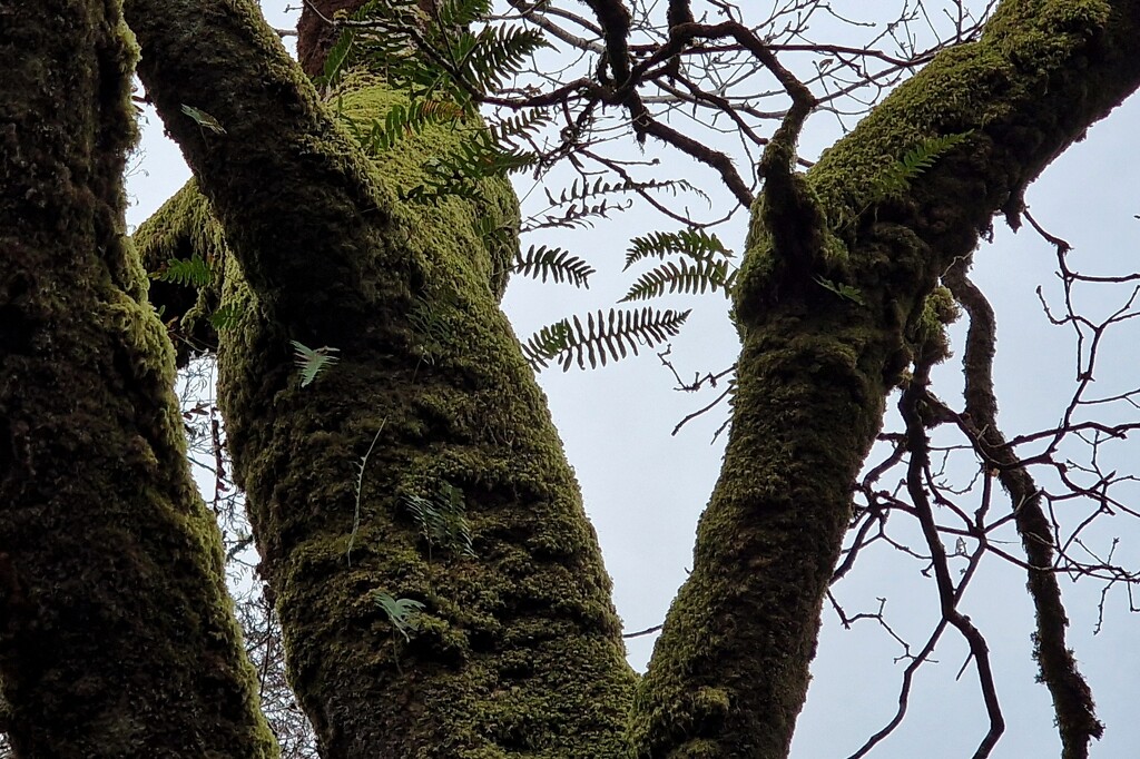 parasitic ferns by christophercox