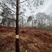 Creating standing deadwood by mattjcuk