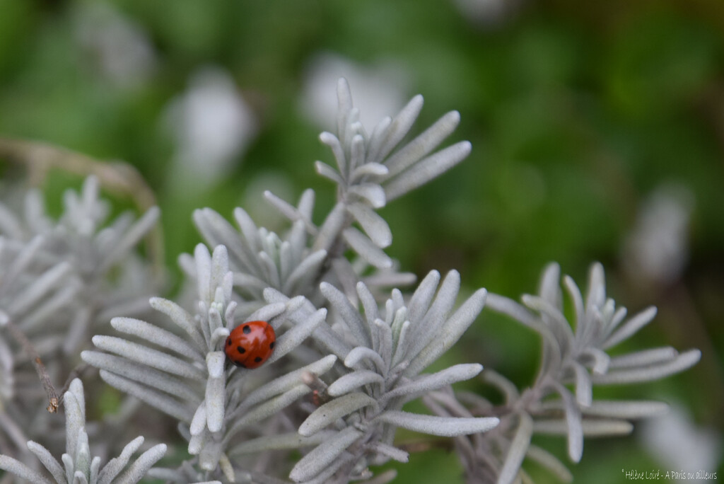 ladybug by parisouailleurs