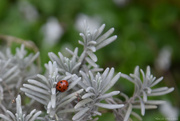 9th Mar 2024 - ladybug