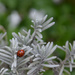 ladybug by parisouailleurs