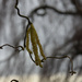 Corylus avellana 'Contorta' by parisouailleurs