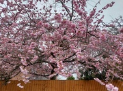 12th Mar 2024 - Blossom