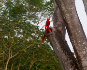 21st Jan 2024 -  Macaws copy 2