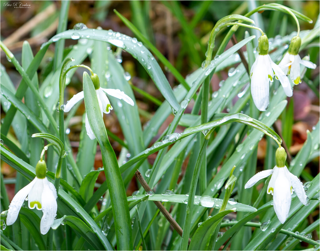 Last Snowdrops by pcoulson