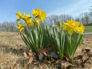 12th Mar 2024 - Daffodils