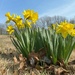 Daffodils by tunia