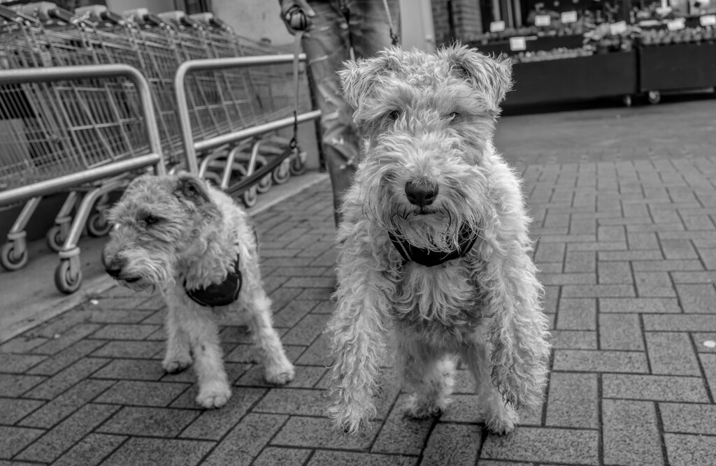 Phil's Canine Friends : No. 5 : George and Mildred by phil_howcroft