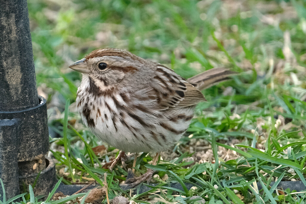 Song Sparrow by lsquared
