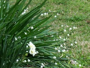 12th Mar 2024 - Daffodils and Snowdrops