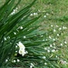 Daffodils and Snowdrops by grammyn