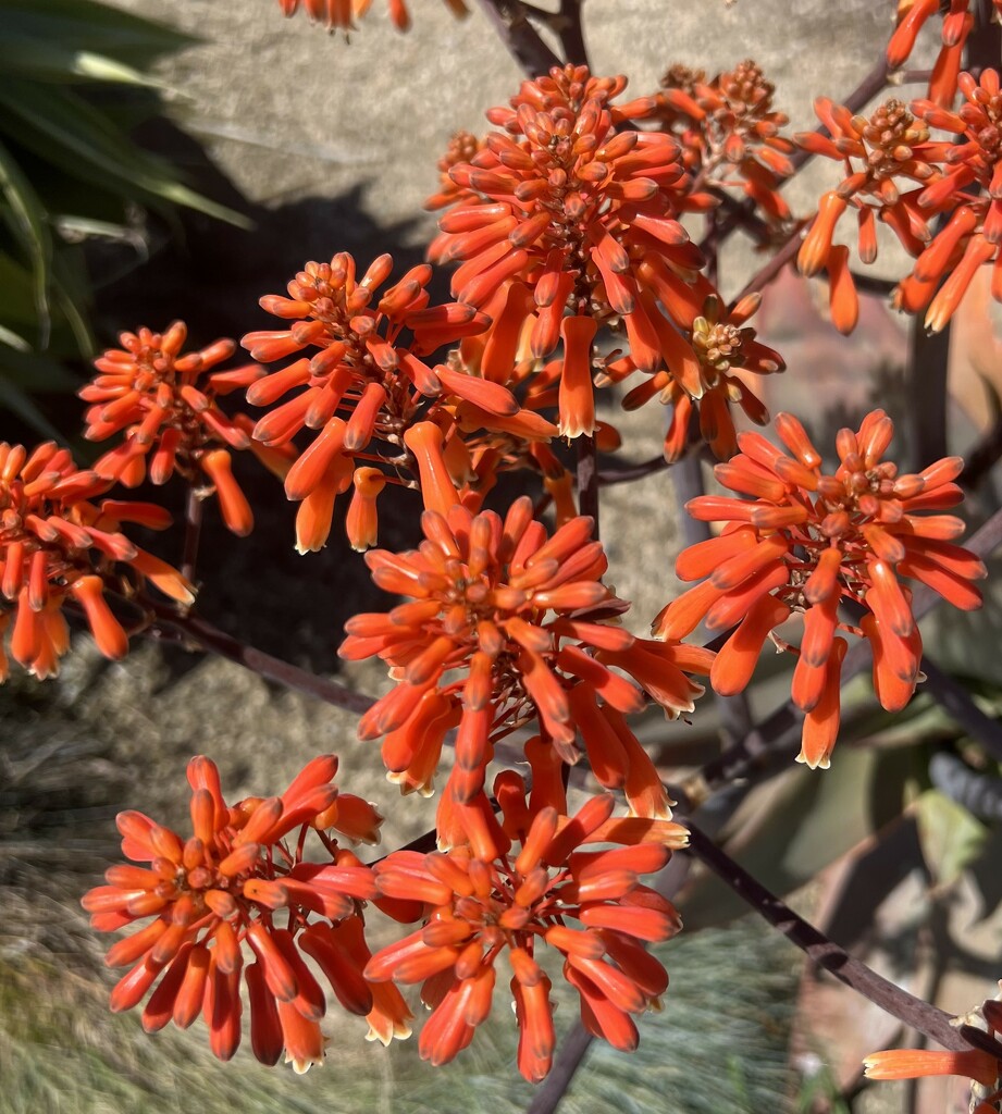 Orange Buds from a Cactus by peekysweets