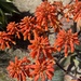 Orange Buds from a Cactus by peekysweets